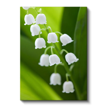 Müge Çiçekleri - Yeşil Fonda Narin Beyaz Çiçekler Kanvas Tablo