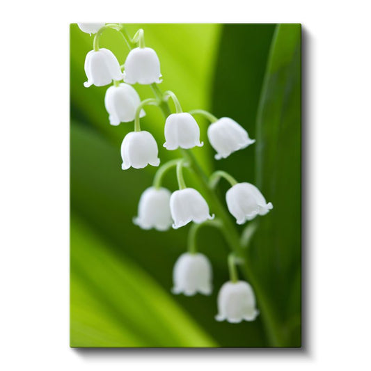 Müge Çiçekleri - Yeşil Fonda Narin Beyaz Çiçekler Kanvas Tablo