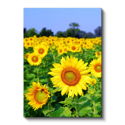 Ayçiçeği Tarlası - Canlı Sarı Çiçekler Manzarası Kanvas Tablo