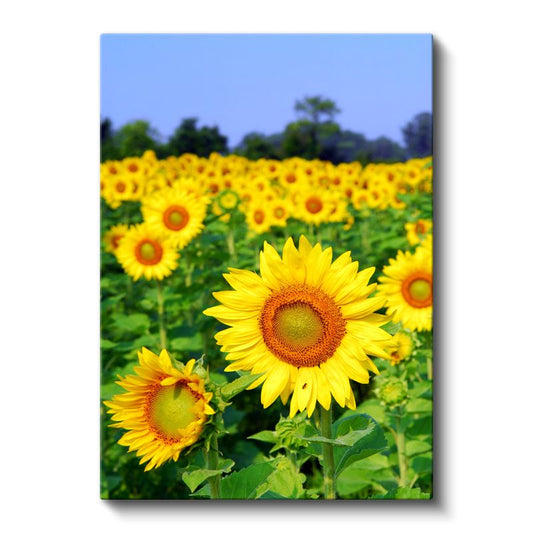 Ayçiçeği Tarlası - Canlı Sarı Çiçekler Manzarası Kanvas Tablo