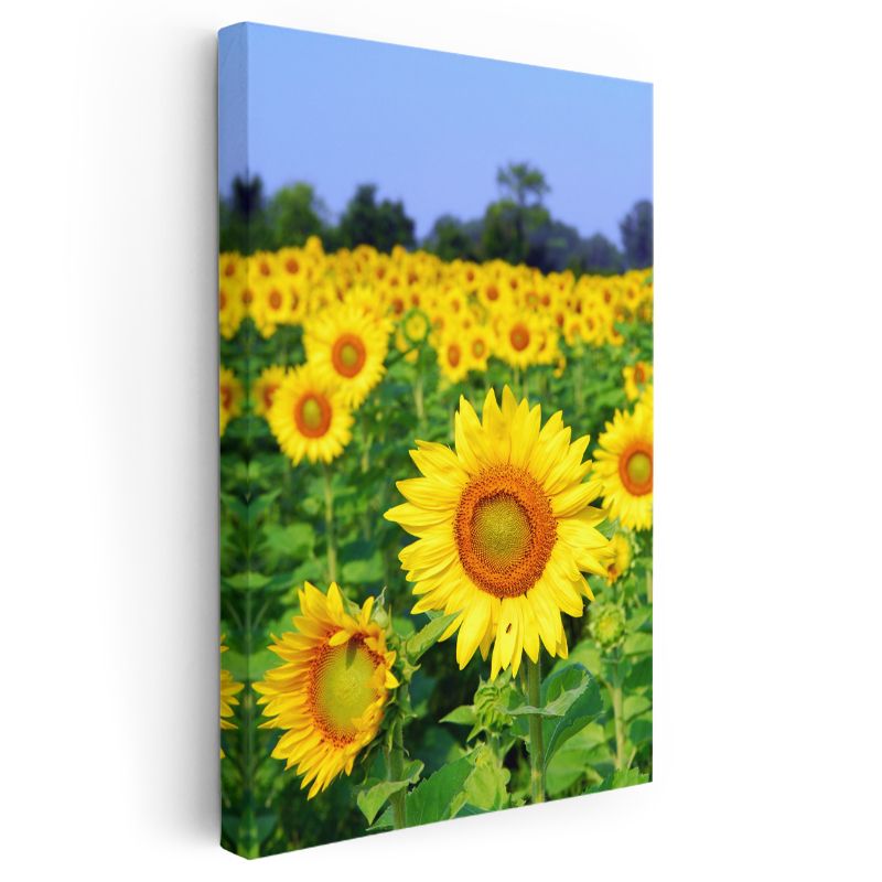Ayçiçeği Tarlası - Canlı Sarı Çiçekler Manzarası Kanvas Tablo