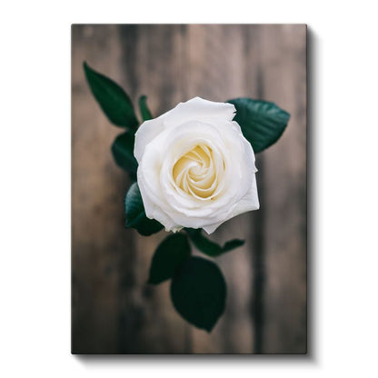 Beyaz Gül - Minimalist Çiçek Portresi Kanvas Tablo