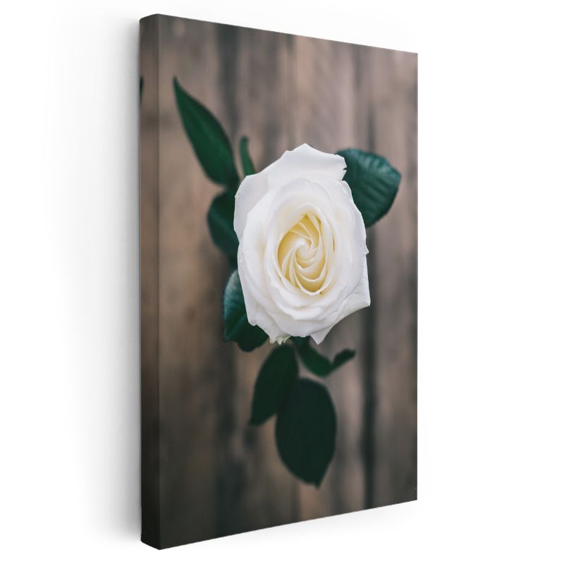Beyaz Gül - Minimalist Çiçek Portresi Kanvas Tablo