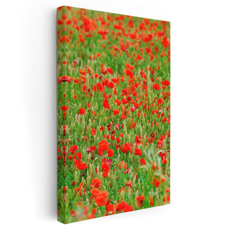 Gelincik Tarlası - Kırmızı Çiçekli Doğa Manzarası Kanvas Tablo