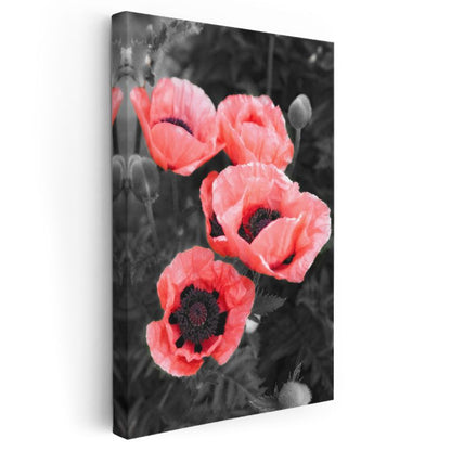 Kırmızı Gelincikler - Siyah Beyaz Fonda Canlı Çiçekler Kanvas Tablo