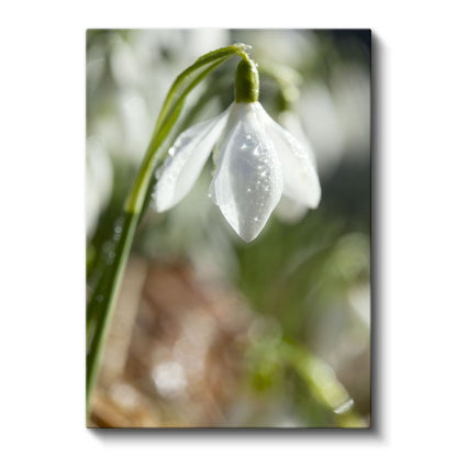 Kardelen Çiçeği - Çiy Damlalı Bahar Habercisi Kanvas Tablo