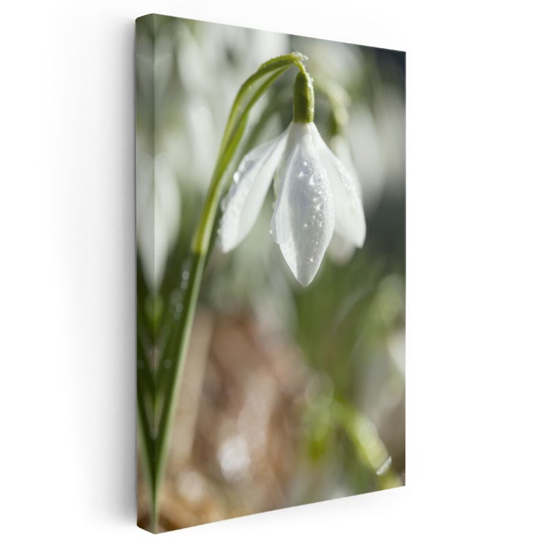 Kardelen Çiçeği - Çiy Damlalı Bahar Habercisi Kanvas Tablo