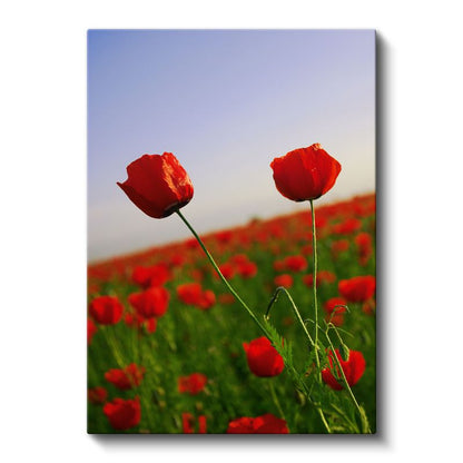 Gelincik Manzarası - Kırmızı Çiçekler ve Mavi Gökyüzü Kanvas Tablo