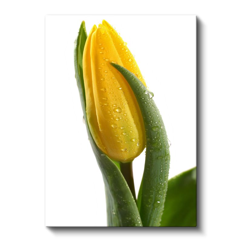 Sarı Lale - Çiy Damlalı Minimalist Çiçek Portresi Kanvas Tablo
