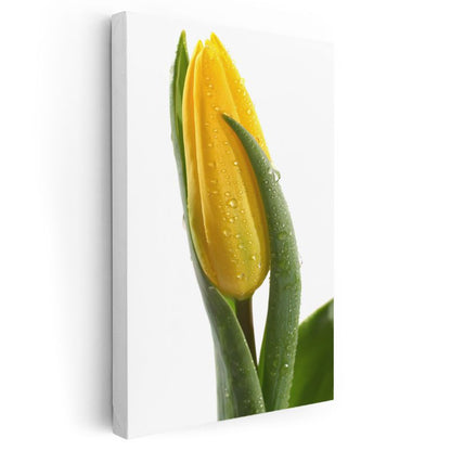 Sarı Lale - Çiy Damlalı Minimalist Çiçek Portresi Kanvas Tablo