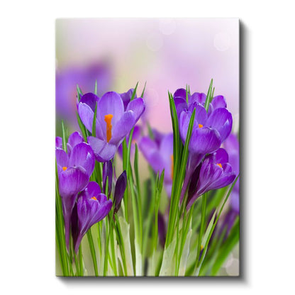 Mor Krokuslar - Baharın Müjdecisi Çiçekler Kanvas Tablo