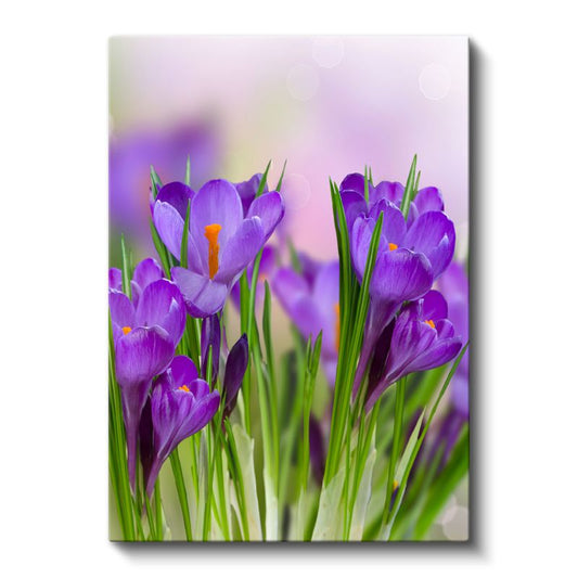 Mor Krokuslar - Baharın Müjdecisi Çiçekler Kanvas Tablo