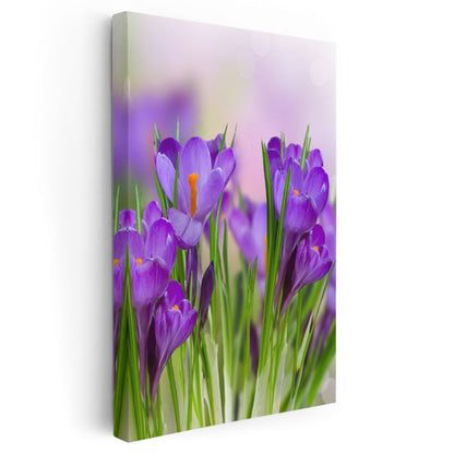 Mor Krokuslar - Baharın Müjdecisi Çiçekler Kanvas Tablo