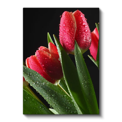 Kırmızı Laleler - Çiy Damlacıklı Zarif Çiçekler Kanvas Tablo