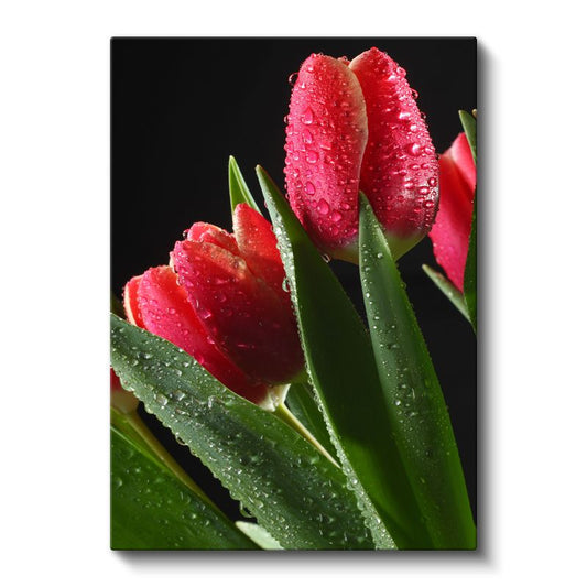 Kırmızı Laleler - Çiy Damlacıklı Zarif Çiçekler Kanvas Tablo