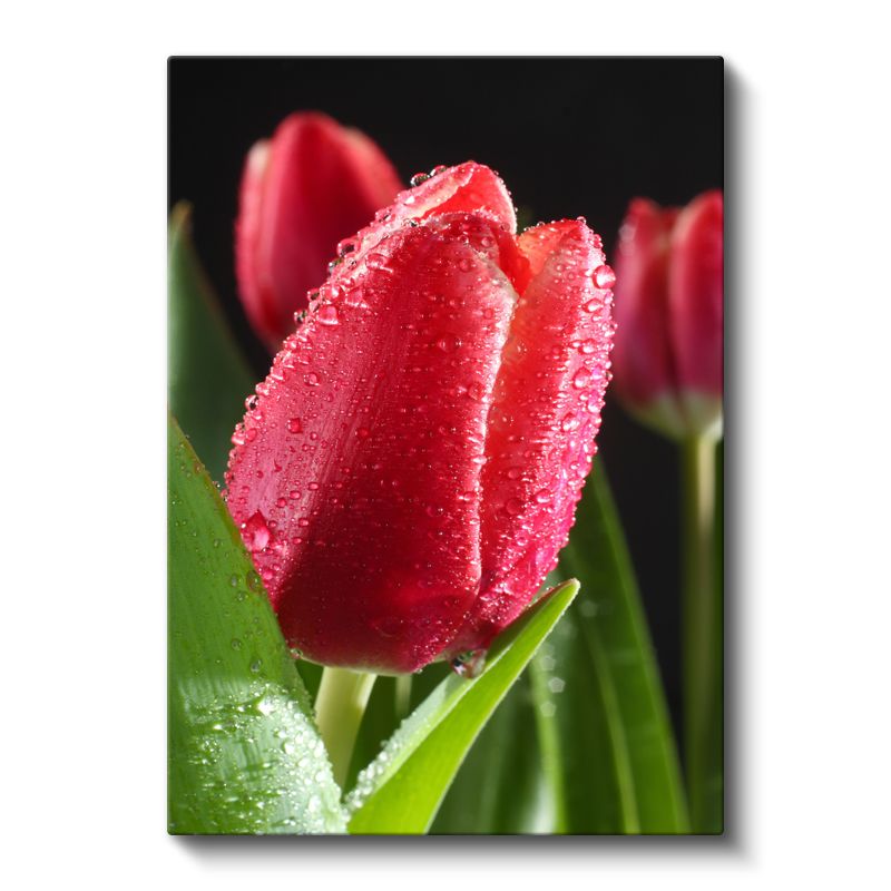 Kırmızı Lale - Siyah Fonda Çarpıcı Çiçek Portresi Kanvas Tablo