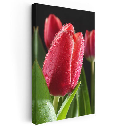 Kırmızı Lale - Siyah Fonda Çarpıcı Çiçek Portresi Kanvas Tablo