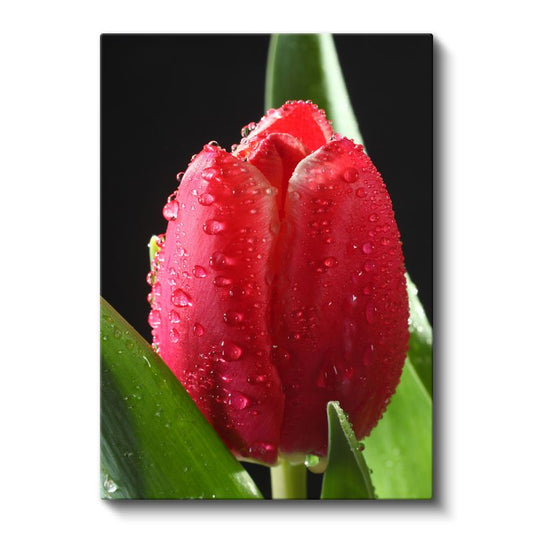 Kırmızı Lale Tomurcuğu - Damlacıklarla Süslenmiş Çiçek Kanvas Tablo