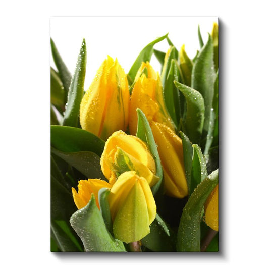 Sarı Laleler - Çiy Damlalı Bahar Çiçekleri Kanvas Tablo