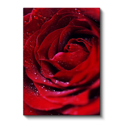 Kırmızı Gül - Çiğ Damlacıklı Kadife Dokulu Kanvas Tablo