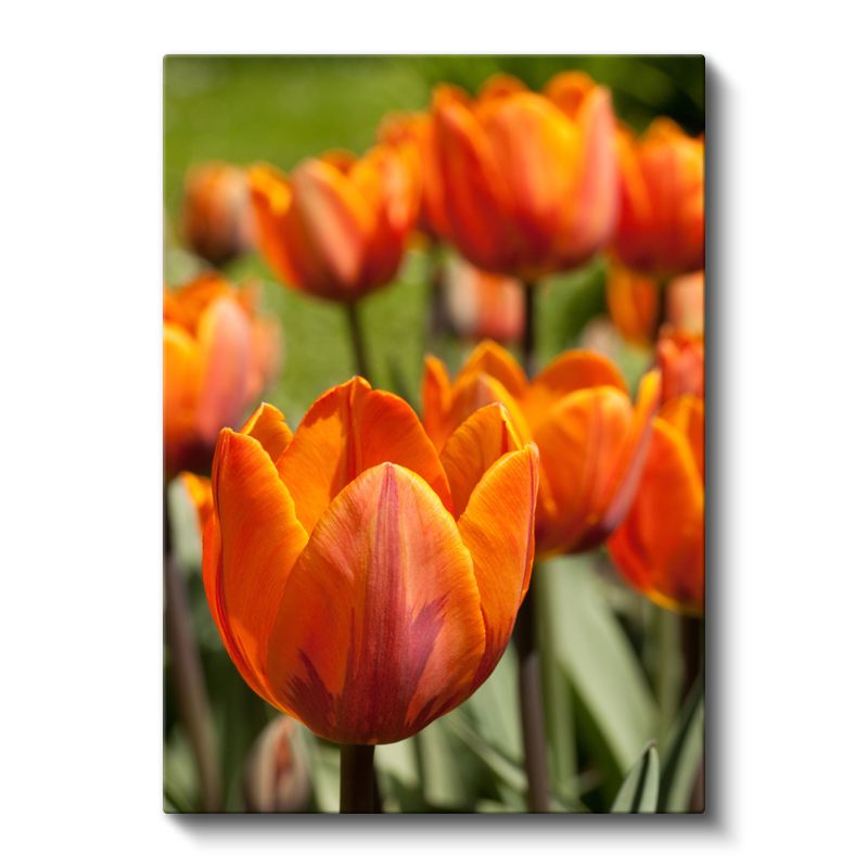 Turuncu Laleler - Doğal Bahçe Manzarası Kanvas Tablo