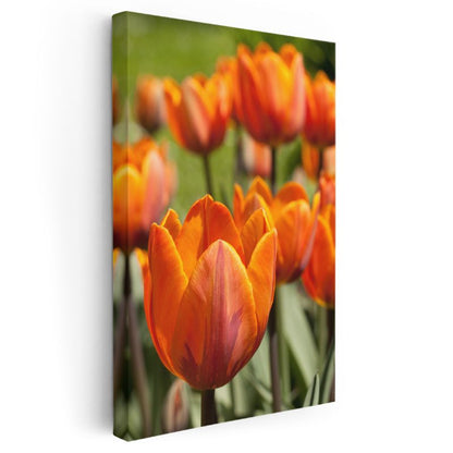 Turuncu Laleler - Doğal Bahçe Manzarası Kanvas Tablo