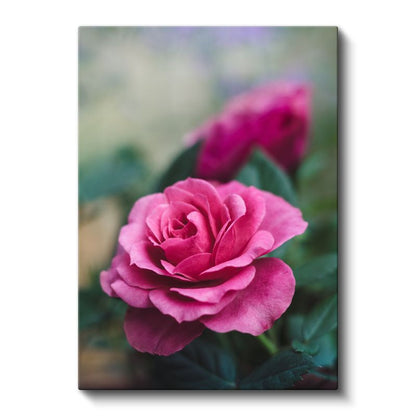 Pembe Gül - Romantik Çiçek Portresi Kanvas Tablo