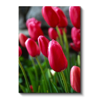 Fuşya Laleler - Canlı Bahar Çiçekleri Kanvas Tablo