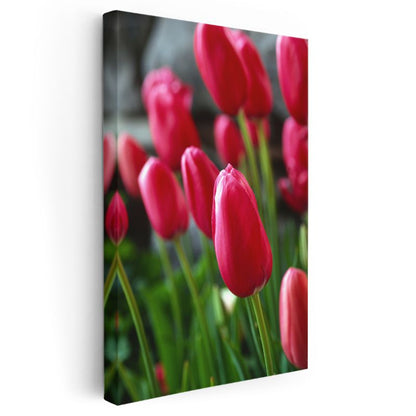 Fuşya Laleler - Canlı Bahar Çiçekleri Kanvas Tablo