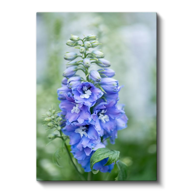 Mavi Hezaren Çiçeği - Doğal Bahçe Çiçeği Kanvas Tablo