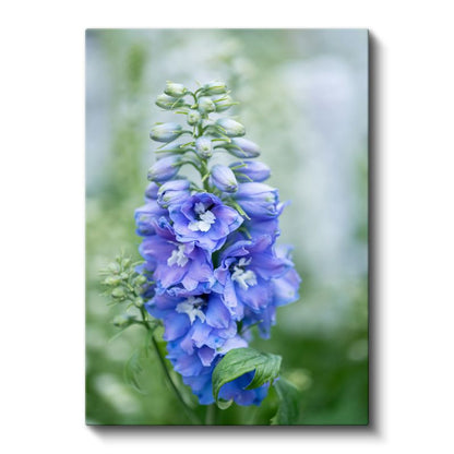 Mavi Hezaren Çiçeği - Doğal Bahçe Çiçeği Kanvas Tablo