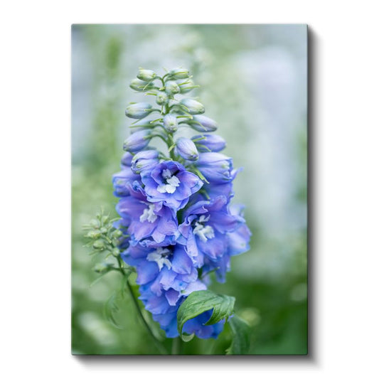 Mavi Hezaren Çiçeği - Doğal Bahçe Çiçeği Kanvas Tablo