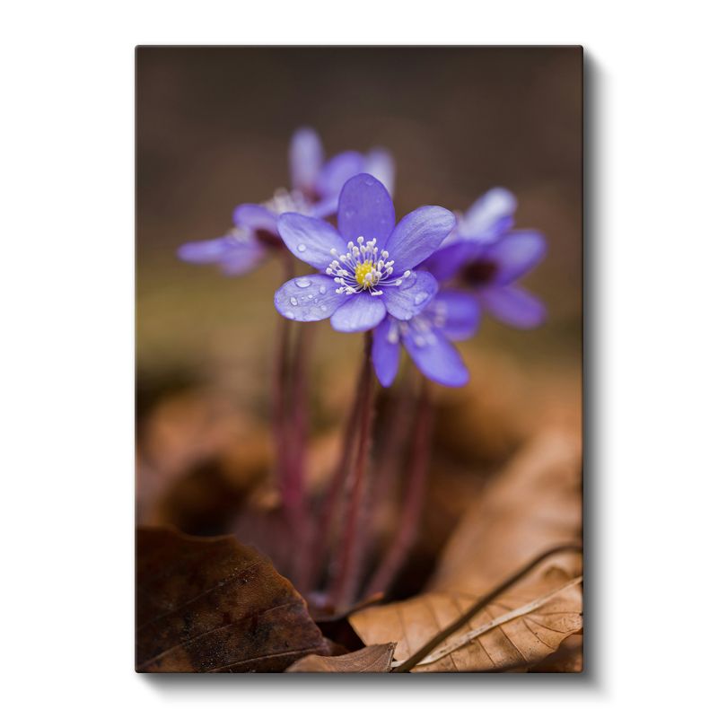 Orman Menekşesi - Sonbahar Yaprakları Üzerinde Kanvas Tablo