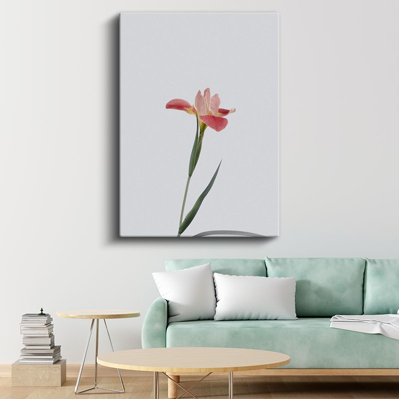 Pembe İris - Beyaz Fonda Tekil Çiçek Portresi Kanvas Tablo