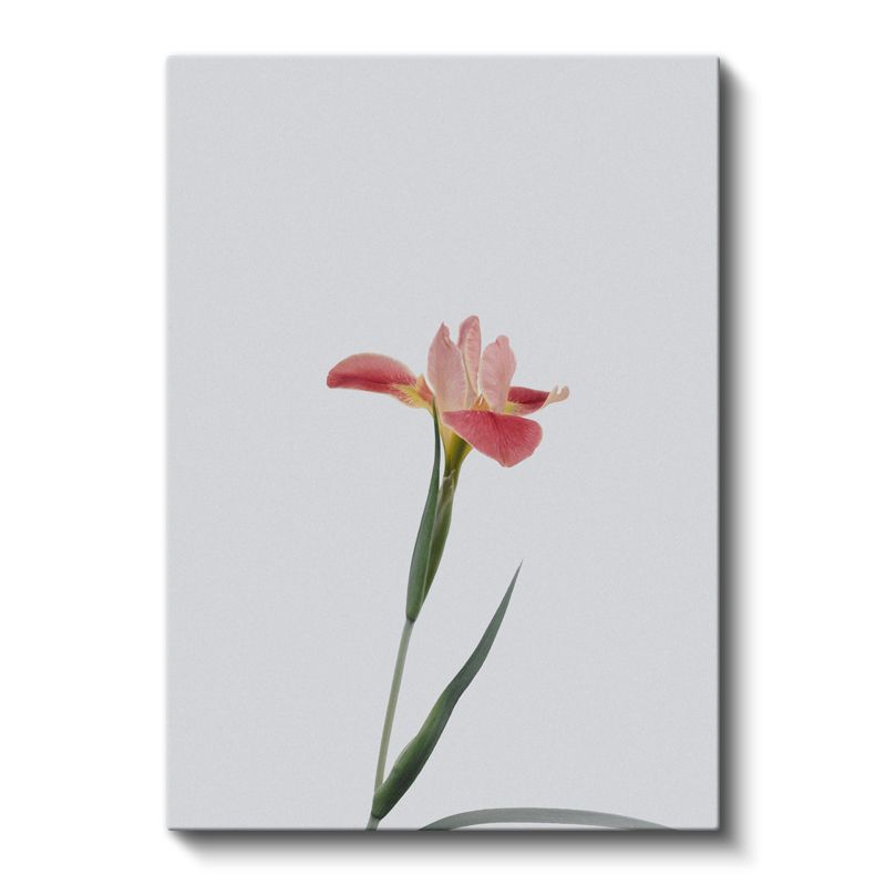 Pembe İris - Beyaz Fonda Tekil Çiçek Portresi Kanvas Tablo