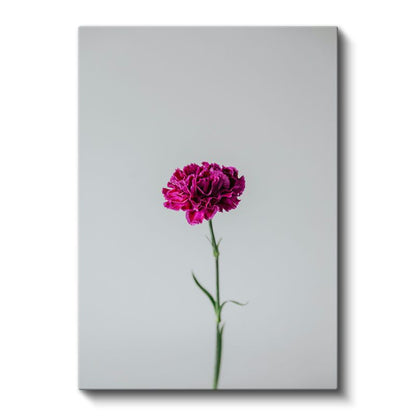 Fuşya Karanfil - Minimalist Tekli Çiçek Kanvas Tablo