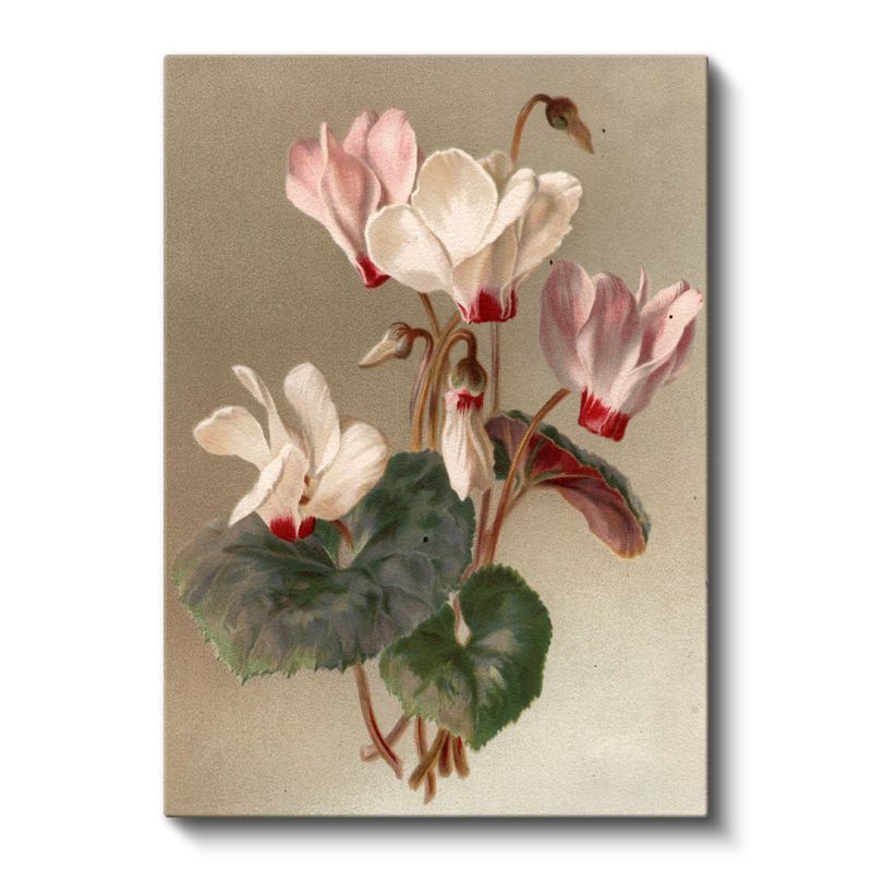 Zarif Siklamen - Pembe Beyaz Çiçekler Vintage Botanik Kanvas Tablo