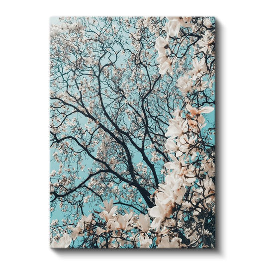 Bahar Dalları - Turkuaz Gökyüzünde Beyaz Çiçekler Kanvas Tablo