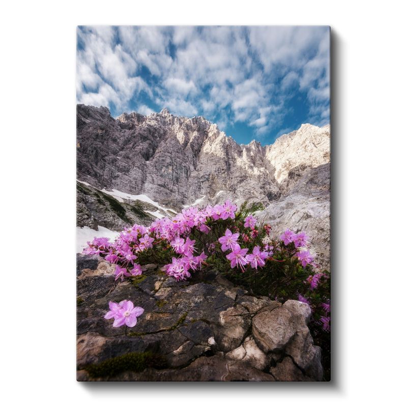 Dağ Çiçekleri - Kayalık Zirvelerde Pembe Çiçekler Kanvas Tablo
