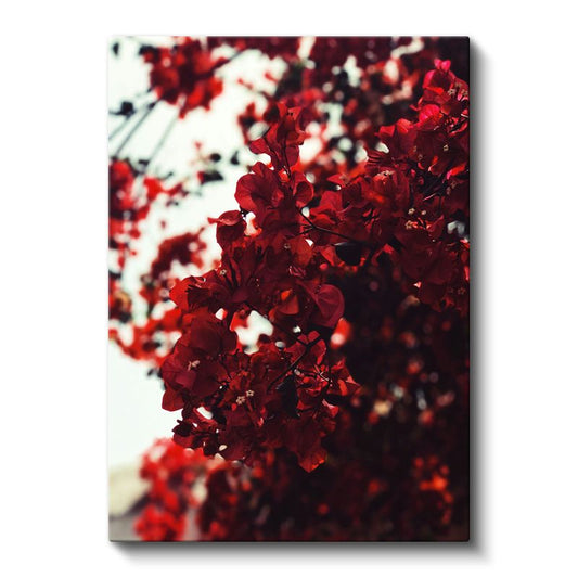 Kızıl Begonvil - Doğal Fotoğraf Çiçek Dalları Kanvas Tablo