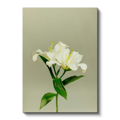 Beyaz Lilyum - Minimalist Çiçek Portresi Kanvas Tablo