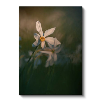 Beyaz Nergis - Doğal Çiçek Fotoğrafı Kanvas Tablo