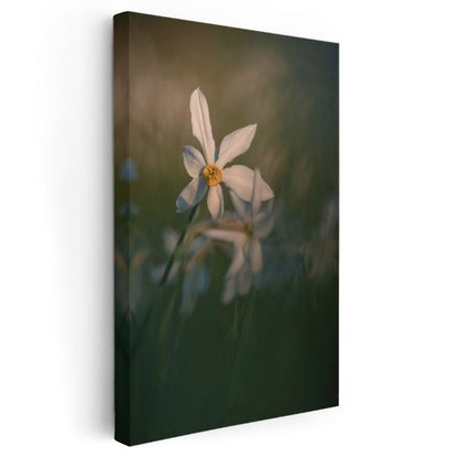 Beyaz Nergis - Doğal Çiçek Fotoğrafı Kanvas Tablo
