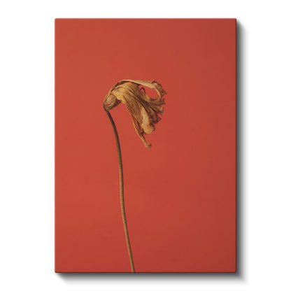 Solmuş Çiçek - Kırmızı Fonda Minimalist Botanik Kanvas Tablo