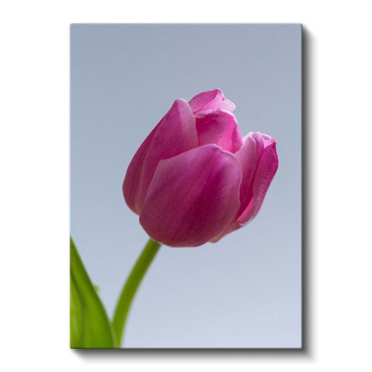 Pembe Lale - Minimalist Çiçek Portresi Kanvas Tablo