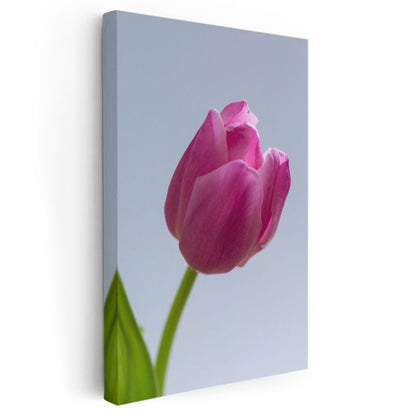 Pembe Lale - Minimalist Çiçek Portresi Kanvas Tablo