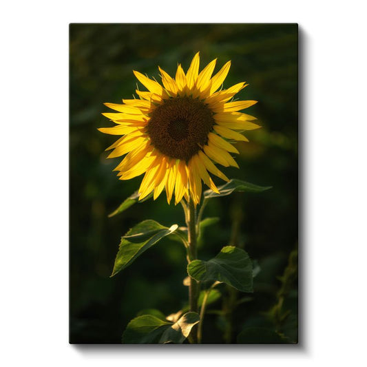 Ayçiçeği - Güneşe Dönen Parlak Sarı Çiçek Kanvas Tablo