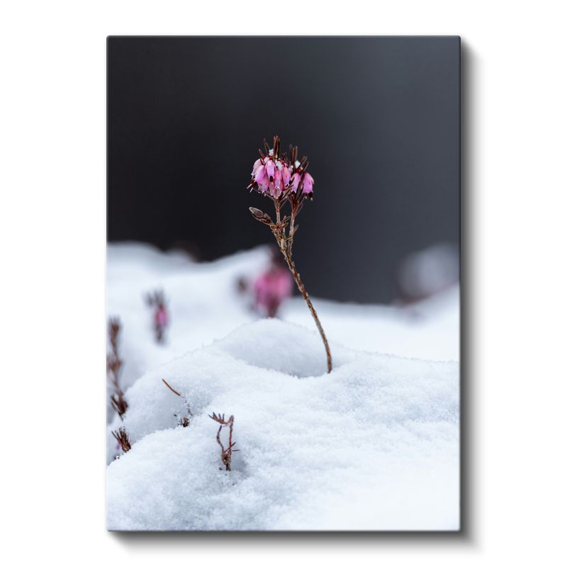 Kış Çiçeği - Karlı Zeminde Pembe Tomurcuklar Kanvas Tablo