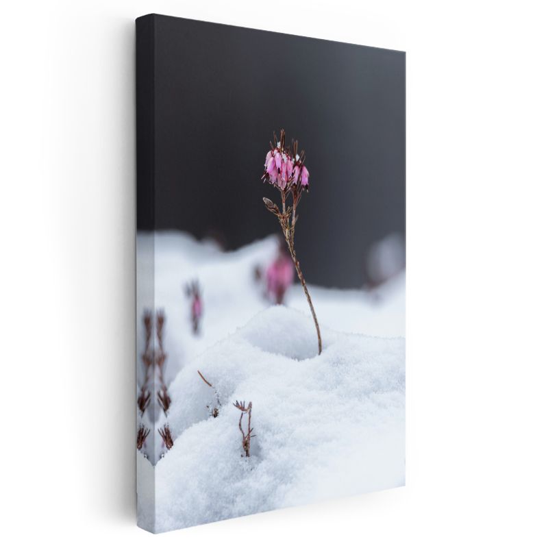 Kış Çiçeği - Karlı Zeminde Pembe Tomurcuklar Kanvas Tablo