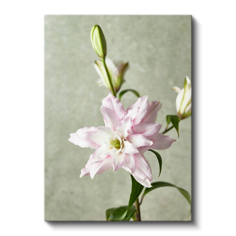Pembe Zambak - Minimal Açık Zeminde Çiçek Kanvas Tablo